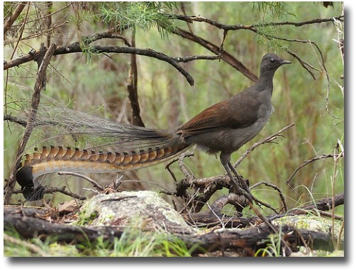 australian-lyrebird-02